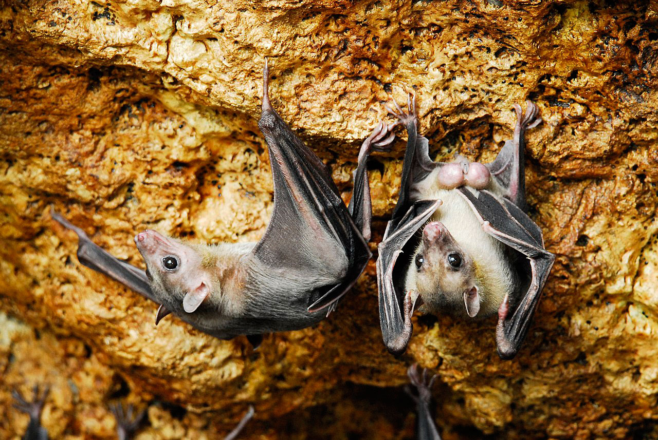 Bats_of_Samal_Island