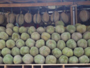 Singaporean investor eyeing 25-ha land in Davao City for durian export