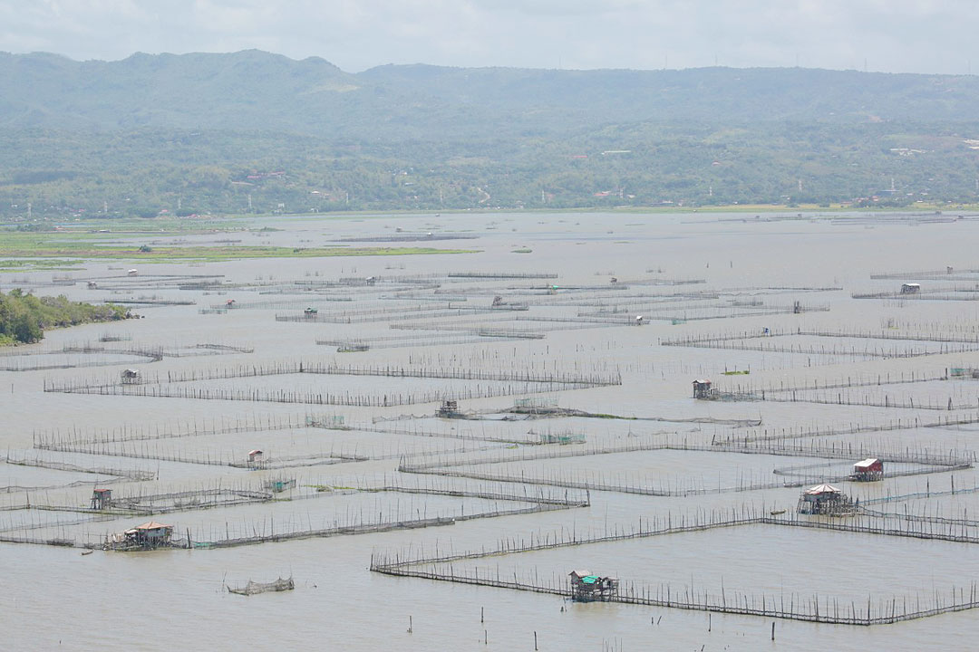 Fish-cages-Laguna-PHILSTAR-MICHAEL-VARCAS