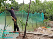 Initial agricultural damage from ‘Paeng’ pegged at P49.54M