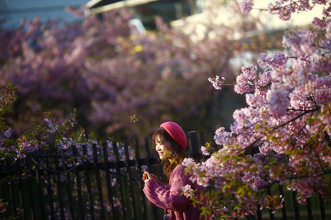 Japan-cherry blossoms-woman