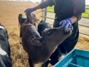 New Zealand pledges to reduce biogenic methane emissions