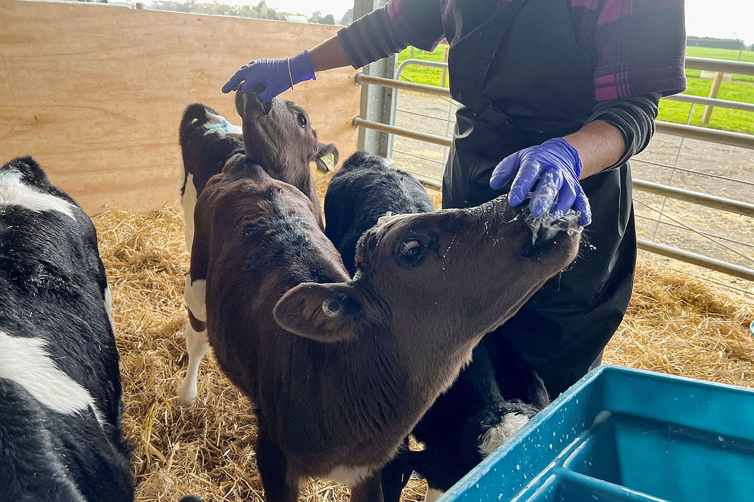 New Zealand-cow