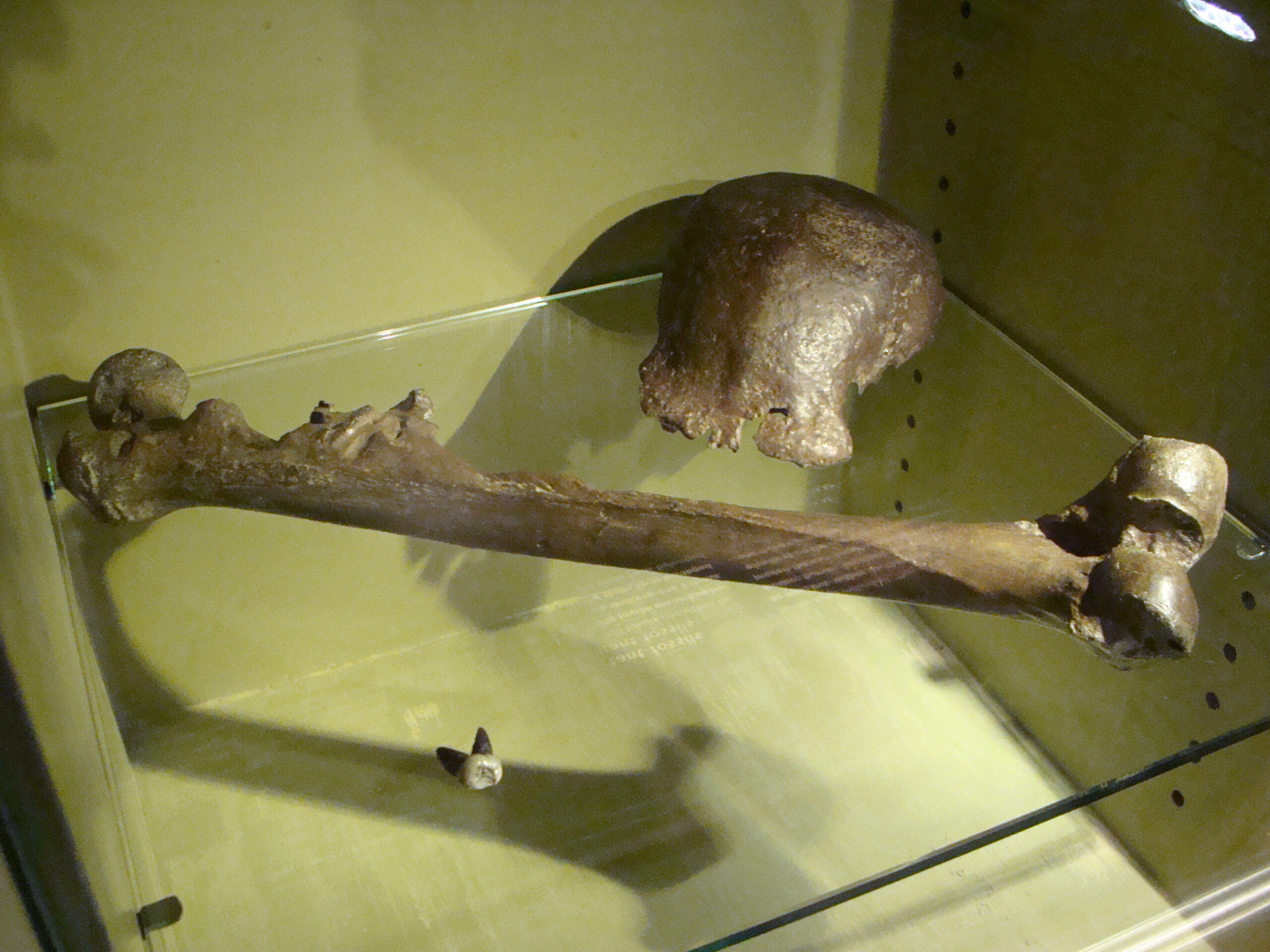 Pithecanthropus_erectus-PeterMaas_Naturalis
