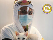 Caring for pets amid COVID-19