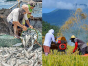 Solon bats for P521-M additional budget to improve agri sector database system