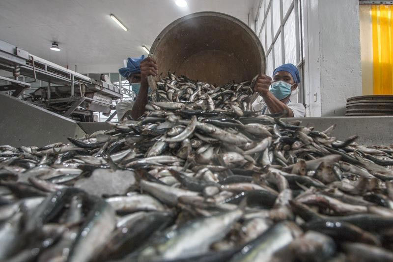 sardines-worker