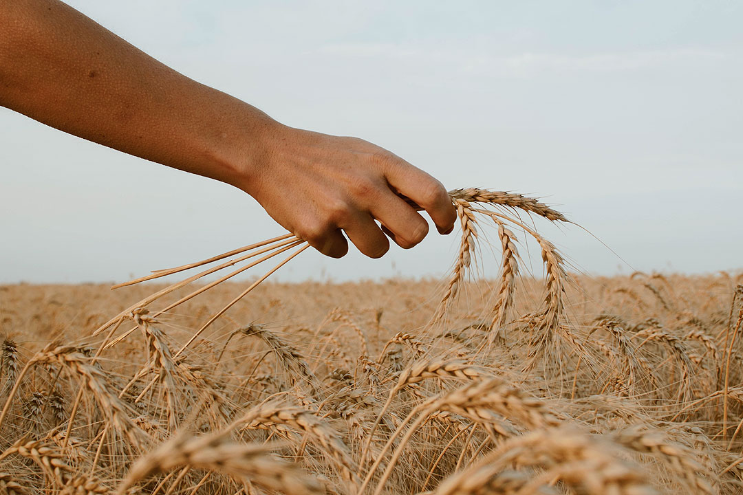 wheat