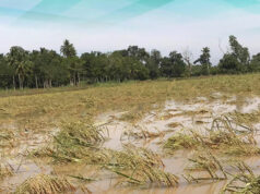 Typhoon Tino expected to result in crop insurance payout of P251M to affected farmers