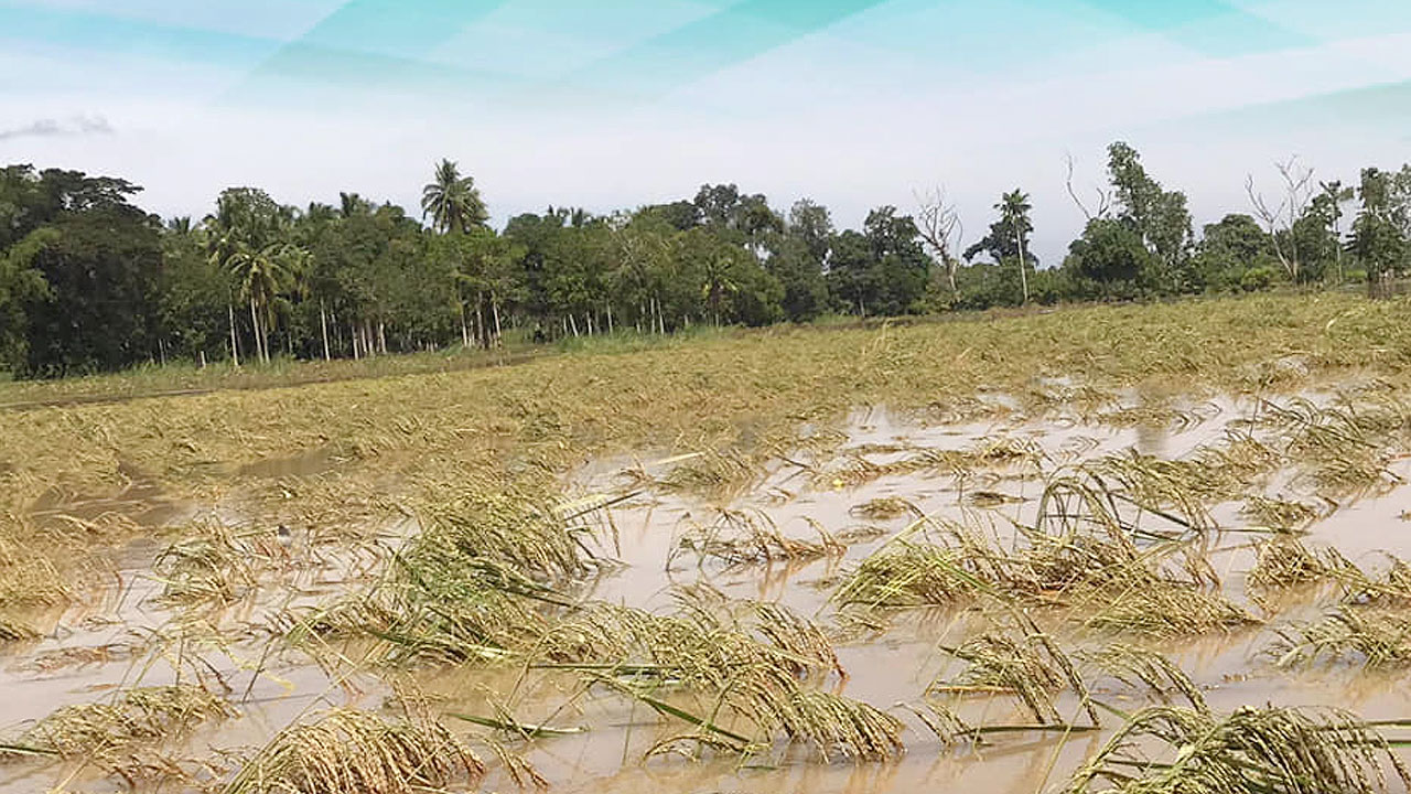 Crop-damage-Maguindanao-MAFAR-BARMM