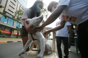 Experts push for municipal veterinary offices bill to curb rabies cases