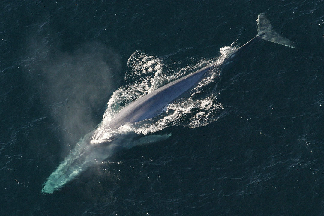 baleine-bleue-rorqual-bleu