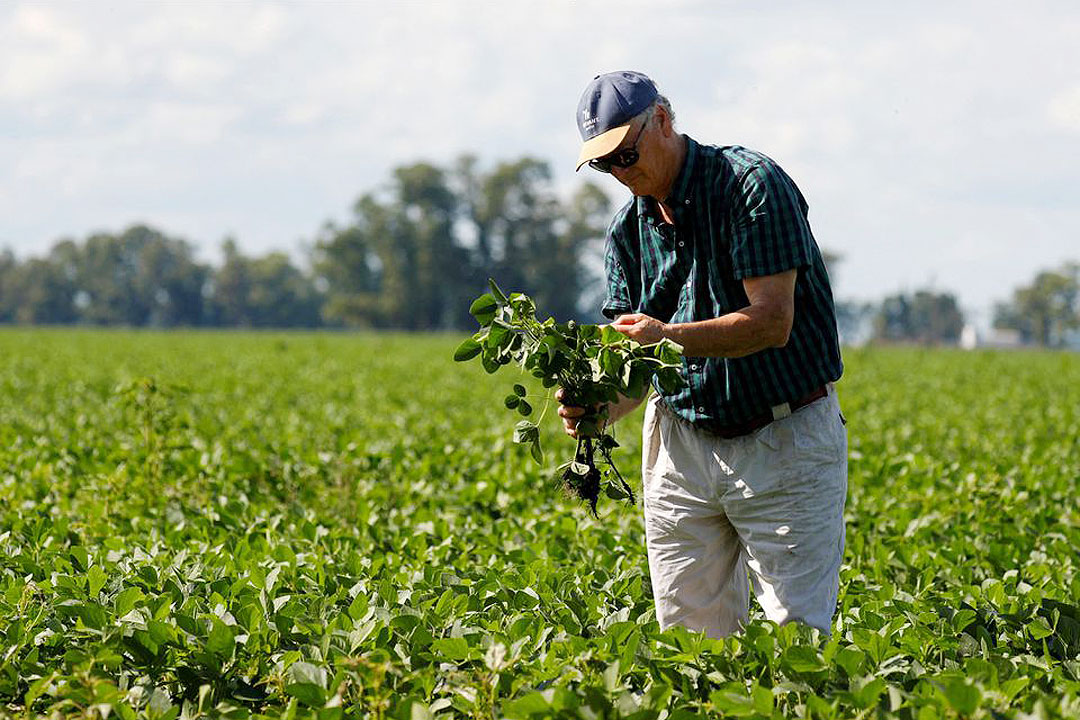 Argentina-soy plants