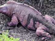 Endangered pink iguana hatchlings seen for first time on Galapagos island