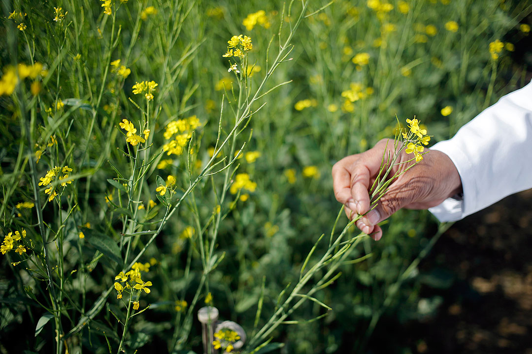 India rapeseed crop