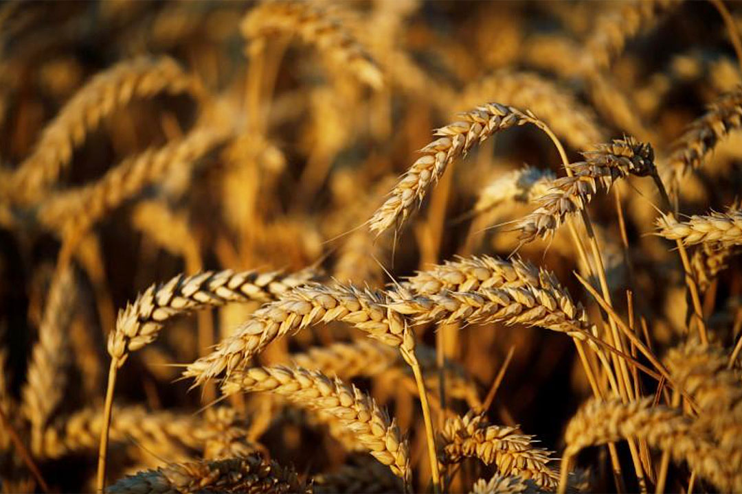 Wheat