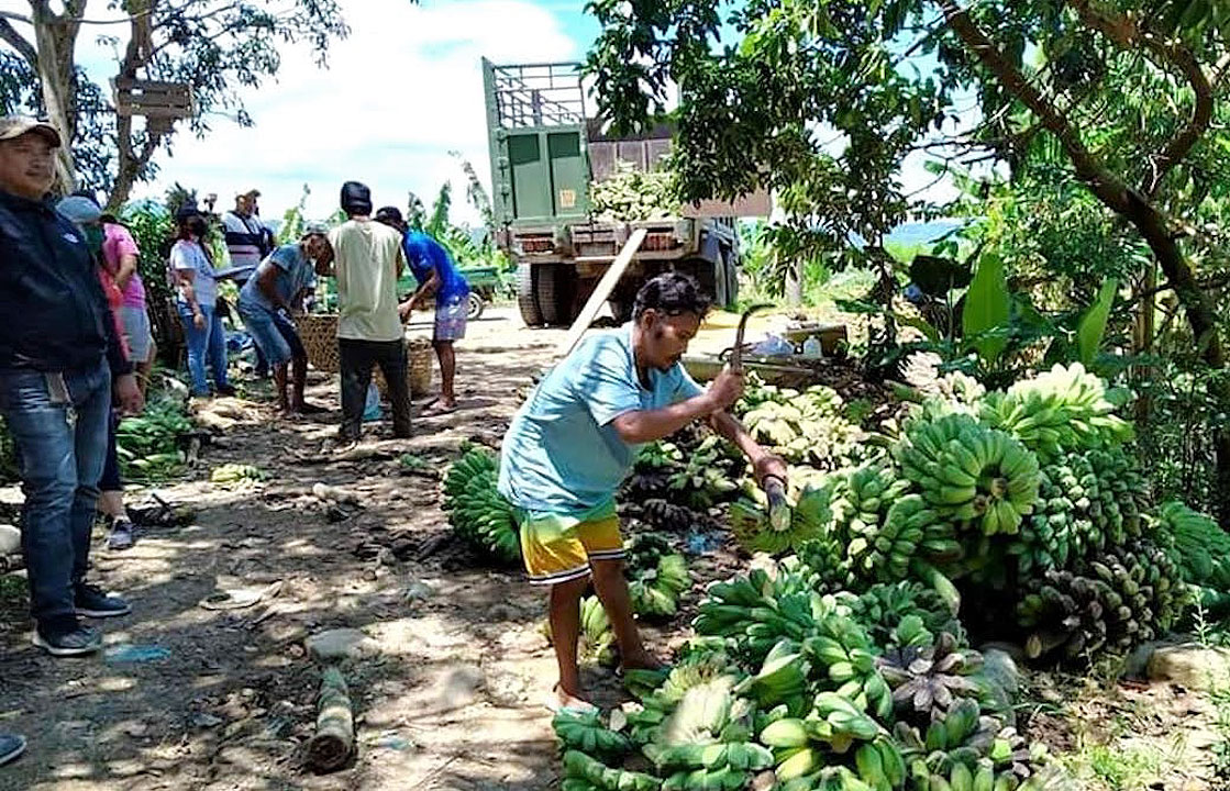 c-banana-farmer-cotabato-DAR.GOV.PH
