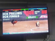 Senator calls for crackdown on illegal e-sabong operators