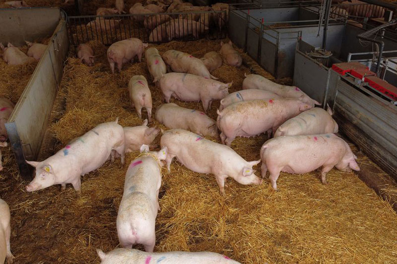 Britain -Pigs