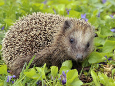 Home for hedgehogs: UK to restore swathes of wildlife habitat