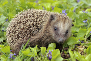 Home for hedgehogs: UK to restore swathes of wildlife habitat