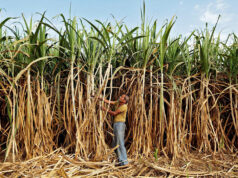 India allows 1.5 MMT of sugar exports