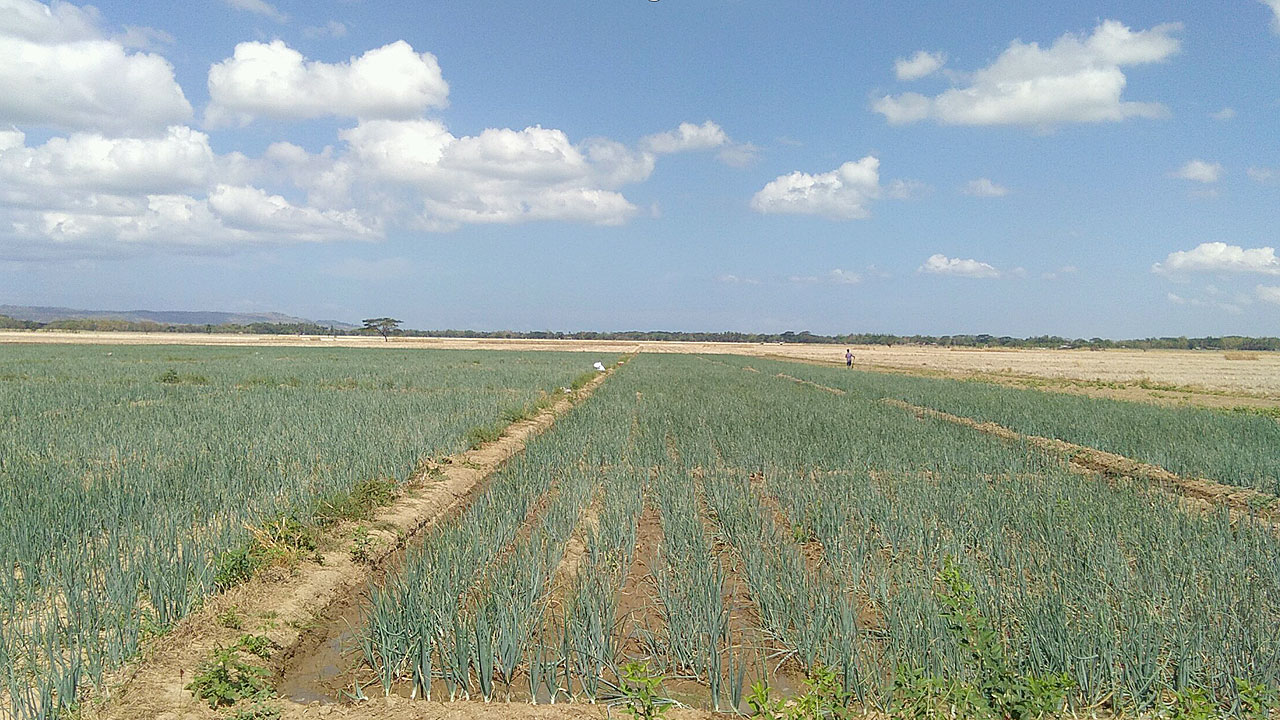 Onion-farm-OccMindoro-NIA.GOV.PH