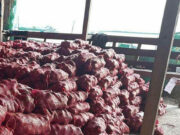 FTI to start sourcing onions from Occidental Mindoro
