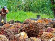 Palm oil expansion raises concerns over environment, coconut industry impact