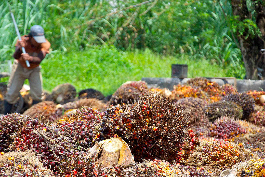 Palm-Oil-Fruit-Harvest