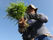 Distribution starts for P10 billion in cash aid for farmers, fisherfolk