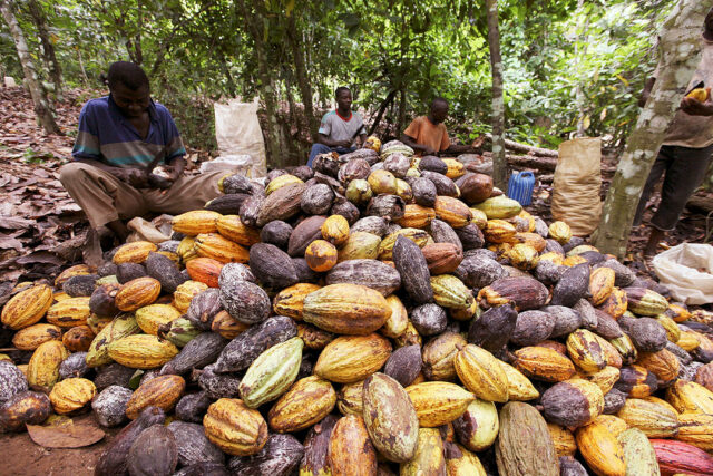 Ivory Coast-cocoa-famers