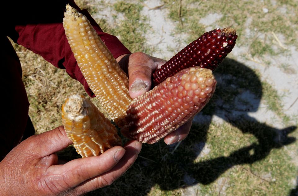 Mexico-corn