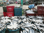 Fishport modernization seen unlocking enterprise potential