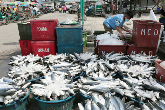 Fishport modernization seen unlocking enterprise potential