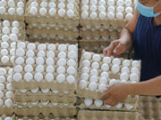 Small egg producers targeted in livelihood support program