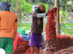 FTI buying onions to stabilize farmgate prices