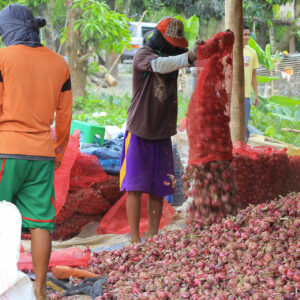 FTI buying onions to stabilize farmgate prices