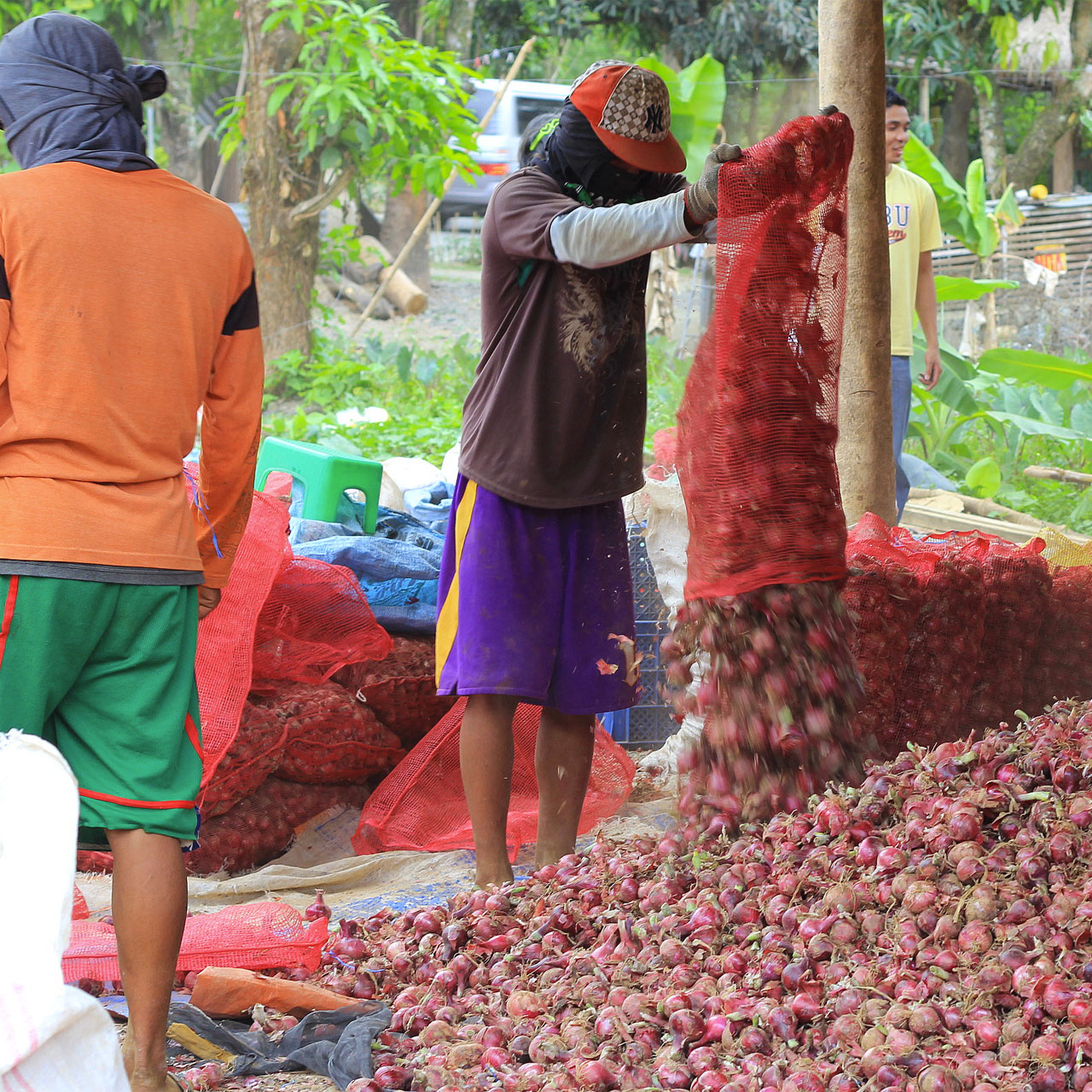 onions-DA.GOV.PH