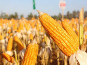 Wholesale rice prices down, corn up in Nov.