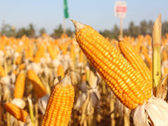 El Niño, rising input costs to dampen corn output