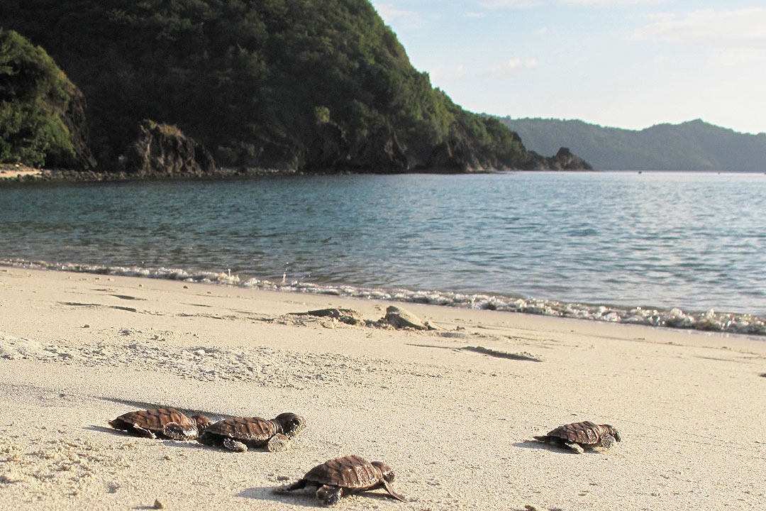 Hamilo-Coast-hatchlings