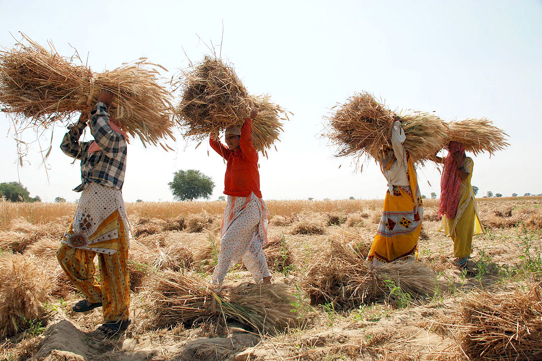 India-farmers-wheat