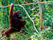 Fears for orangutans, dolphins as Indonesia presses on with new capital