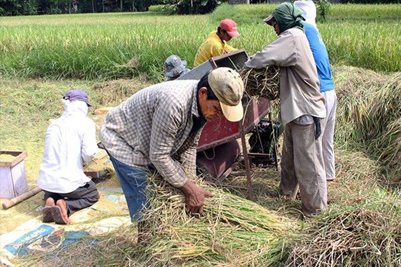 Rice-farmers