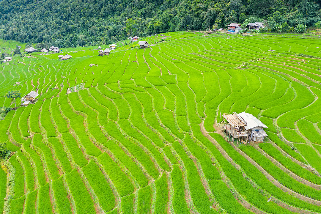 Thailand-rice-terrace-ban-pa-bong-piang-chiang-mai