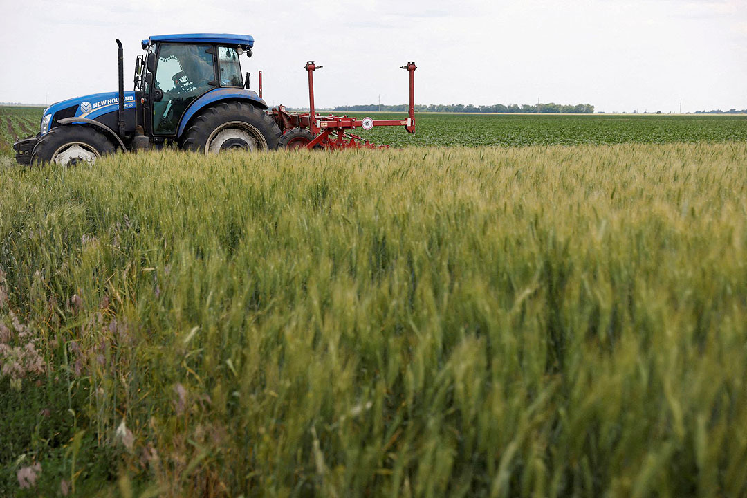Ukraine-wheat field