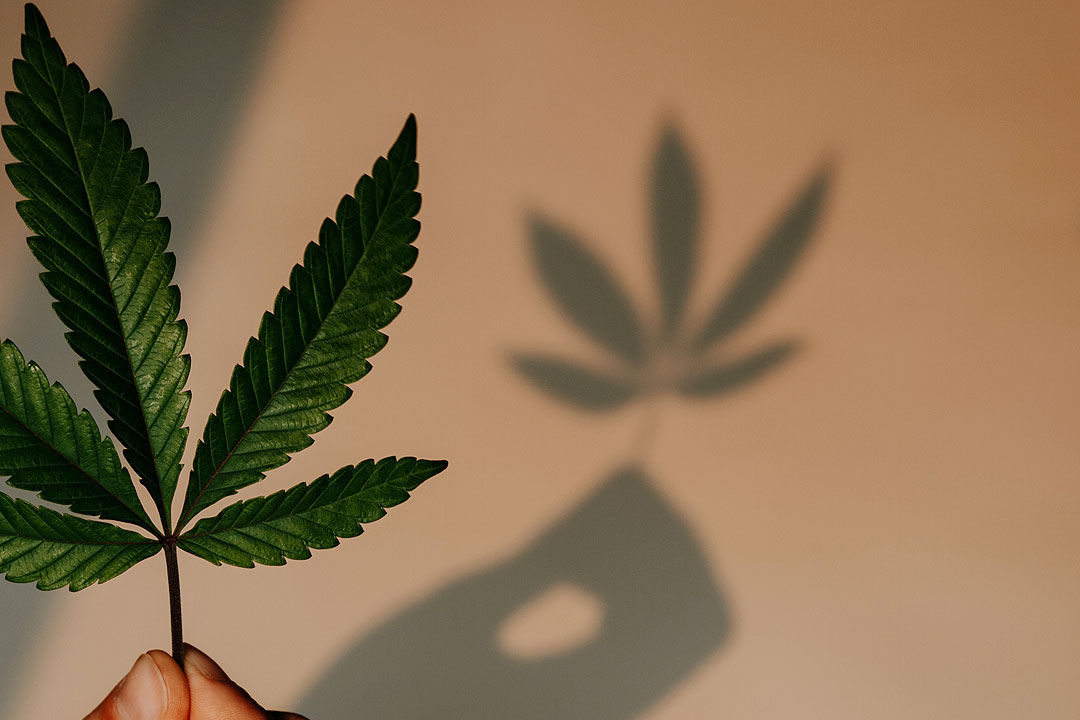 cannabis-marijuana