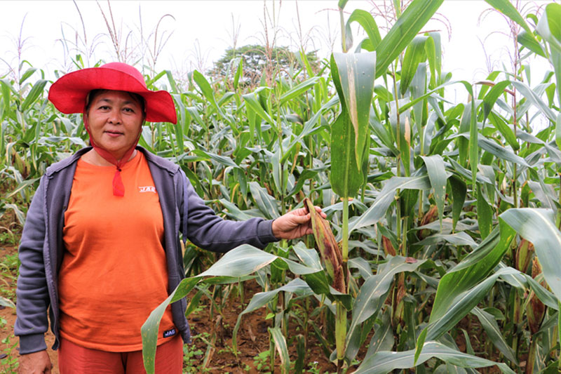 corn-farmer