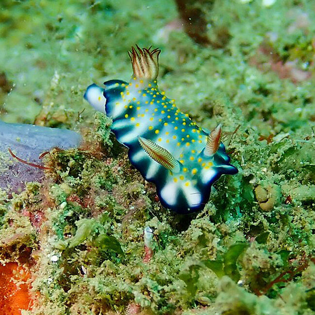 nudibranch-Mabini-DavaodeOro-DENR-DAVAO